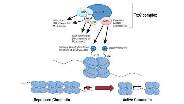 Trithorax (TrxG) proteins function as a conserved multi-component complex that regulates the trimethylation of histone 3 lysine 4 (H3K4me3). The four core structural components of the TrxG complex are: WD40 repeat domain 5 (WDR5), retinoblastoma binding protein 5 (RbBP5), dosage compensation-related protein 30 (Dpy30), and absent, small, or homeotic-like (Ash2L).