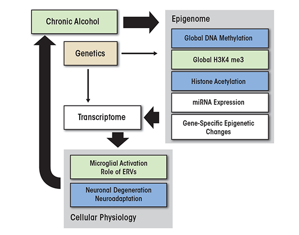 A hypothetical diagram for the role of epigenetic modifications in alcohol addiction. Yellow color indicates general increase, up-regulation, or activation, whereas blue color indicates general decrease, down-regulation, or degeneration. White background implies bidirectional changes. Potential interactions between different components of the diagram are discussed in the text.