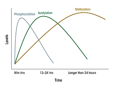 A schematic presentation of the kinetics of histone modifications by ethanol in liver.