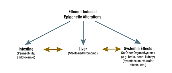 Ethanol-induced epigenetic alterations and cross-organ talk through the gastrointestinal–liver axis.