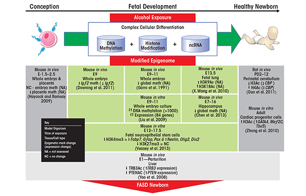 Epigenetic contributions to FASD. Following conception, a complex orchestration of epigenetic mechanisms ensures normal cellular differentiation and embryonic development (green horizontal arrow). These mechanisms include DNA methylation, histone modifications, and non-coding RNAs (ncRNAs) to modulate gene expression in a specified temporal and spatial manner. 