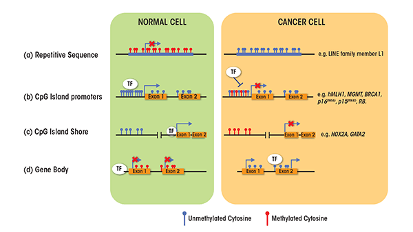 DNA methylation patterns in normal and cancer cells. (a) Repetitive sequences generally are methylated at cytosine nucleotides in normal cells. Global loss of methylation in cancer cells leads to chromosomal instability and activation of endoparasitic sequences.