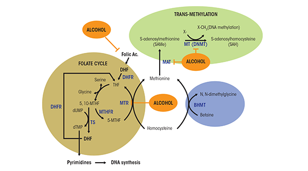 One-carbon metabolism with a schematic representation of the role of methionine in folate metabolism and transmethylation reactions and steps that are inhibited by alcohol.