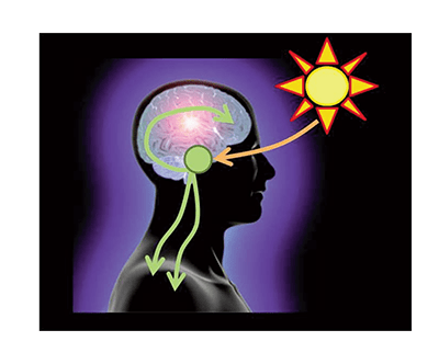 The suprachiasmatic nucleus (SCN) is the central circadian pacemaker. The SCN is located in the hypothalamus and is regulated by light signals from the eye. The SCN then affects a wide variety of physiological and behavioral outcomes. 