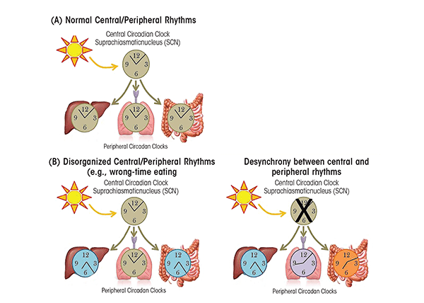 Central and peripheral circadian rhythms. (A) Under normal conditions, the central circadian clock in the suprachiasmatic nucleus which is entrained by light, then regulates peripheral circadian clocks. (B) Wrong-time eating can cause misalignment between the central circadian clock (entrained by light) and the peripheral circadian clocks entrained by food (illustrated here are intestine and liver). (C) When the central circadian clock is disrupted