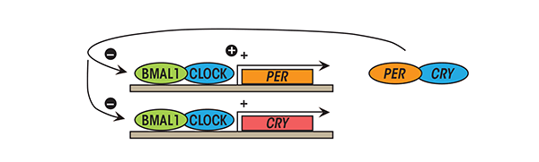 The molecular circadian clock. Transcription of the clock-controlled genes, including Per and Cry is initiated by the heterodimerization and binding of BMAL1 and CLOCK (the positive limb of the molecular circadian clock). Once sufficient amounts of PER and CRY have been produced, they dimerize and inhibit further BMAL1/CLOCK-mediated transcription (the negative limb of the molecular circadian clock). 