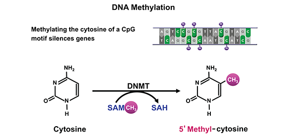 Schematic representation of DNA methylation, which converts cytosine to 5’methyl-cytosine via the actions of DNA methyltransferase (DNMT). DNA methylation typically occurs at cytosines that are followed by a guanine (i.e., CpG motifs). 