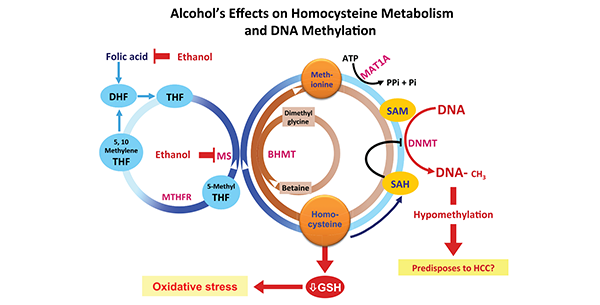 Alcohol’s effects on homocysteine/methionine metabolism and DNA methylation. Methionine, which is formed by methylation of homocysteine (using either 5-methyl tetrahydrofolate [5-methyl THF] or betaine as methyl donors)
