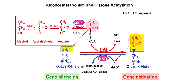 Alcohol metabolism and histone acetylation. Acetyl-coenzyme A (acetyl-CoA) synthetase (AceCS), an enzyme that converts acetate to acetyl-CoA, is activated by SIRT1. Acetyl-CoA is used by histone acetyltransferase (HAT) to acetylate the lysine residues in histone proteins.