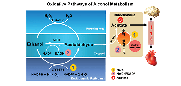 Oxidative pathways of alcohol metabolism. Alcohol is metabolized mainly in the cytosol by alcohol dehydrogenase (ADH) to produce acetaldehyde. At high levels of alcohol consumption, an enzyme in the endoplasmic reticulum, cytochrome P450 IIE1 (CYP2E1), becomes involved in metabolizing alcohol to acetaldehyde; this enzyme also is induced by chronic drinking.