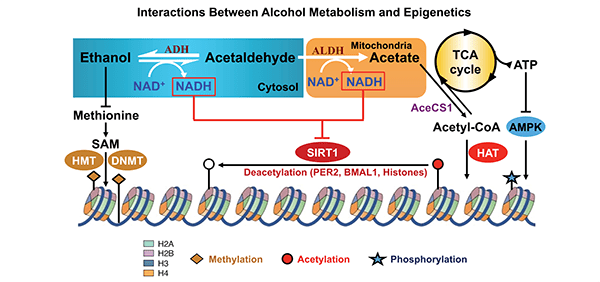 Interactions between alcohol metabolism and epigenetic mechanisms. Chronic alcohol consumption leads to lower-than-normal methylation (i.e., hypomethylation) by decreasing the levels of S-adenosylmethionine (SAM), which is used by DNA methyltransferases (DNMTs) and histone methyl transferases (HMTs) to methylate DNA and histones, respectively.