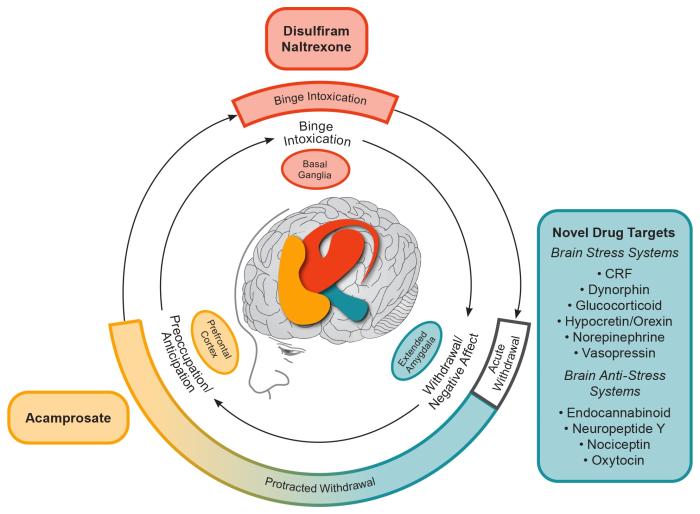 Conceptual framework for the effects of various medications on the three major stages of the alcohol addiction cycle and the clinical stages of alcohol use disorder (AUD).