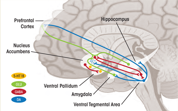 Alterations in serotonin 1B receptor (5HT1BR) function might contribute to alcohol dependence by influencing not only serotonin (5HT) input to the ventral striatum via the receptors’ role as 5HT terminal autoreceptors,<sup>1</sup> but also dopaminergic input to the striatum via the role of these receptors as heteroreceptors<sup>2</sup> on GABA terminals within the ventral tegmental area, and glutamatergic activity within the ventral striatum via heteroreceptors on corticofugal projections. 