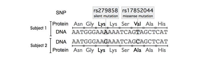 Segment of a single strand of DNA representing a fragment of the coding region from the GABRA2 gene from two different people.