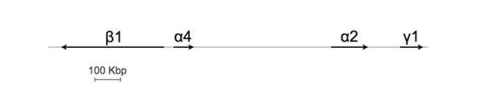 Schematic representation of the cluster of GABAA receptor genes on chromosome 4