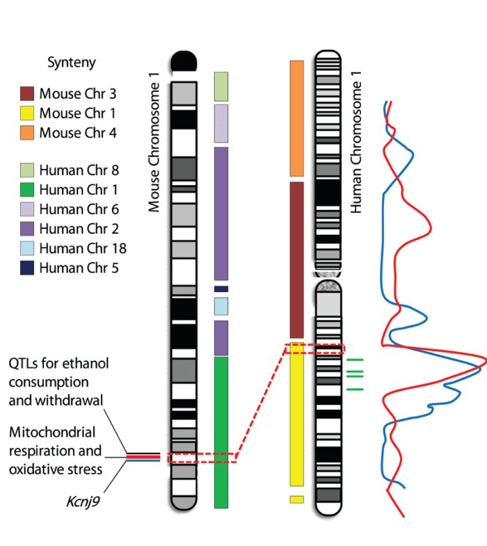 Potential synteny between mouse chromosome 1 and human chromosome 1 quantitative trait loci (QTLs)