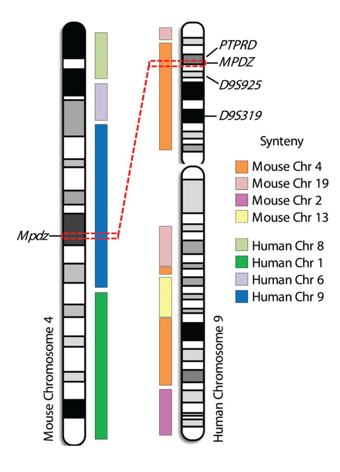 Potential synteny between mouse chromosome 4 and human chromosome 9 quantitative trait loci (QTLs)