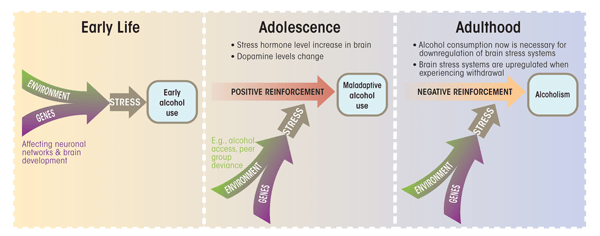 Schematic depiction of the typical progression from alcohol use to alcohol dependence. 