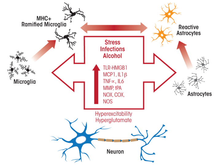 Activation of microglia and astrocytes by alcohol in the brain. 