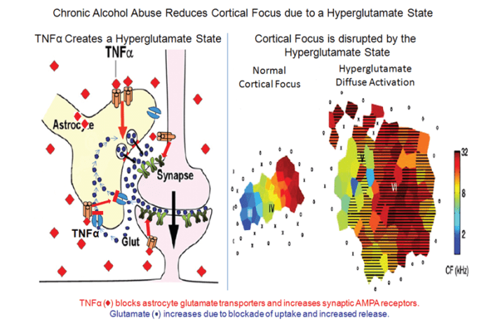 Mechanisms of alcohol-induced excessive glutamate activity in the cortex and loss of cortical focus. 