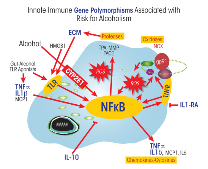Innate immune gene polymorphisms associated with risk for alcoholism. 