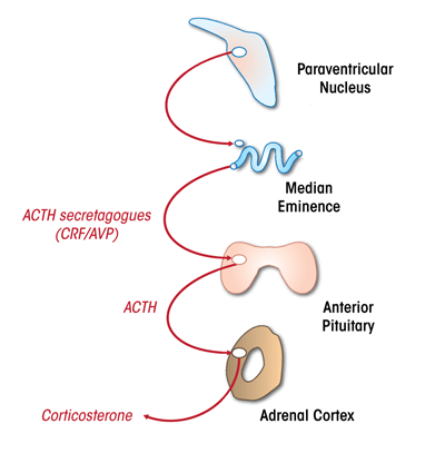 Schematic of hypothalmic-pituitary-adrenal (HPA) axis of the rat
