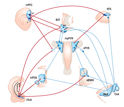 Schematic of limbic stress-integrative pathways from the prefrontal cortex, amygdala and hippocampus