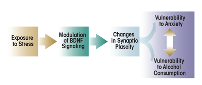 Exposure to stress, to modulation of BDNF signaling, to changes in synaptic plascity, to Vulnerability to anxiety and vulnerability to alcohol consumption