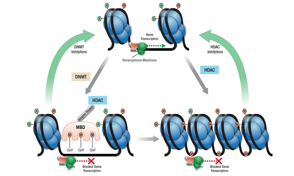 The coordinated actions of proteins involved in epigenetic modifications that regulate gene transcriptional processes.