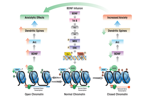 A hypothetical model for the role of brain-derived neurotrophic factor (BDNF) signaling and chromatin remodeling in central amygdaloid brain regions in the regulation of anxiety induced by acute ethanol and ethanol withdrawal.