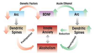 A hypothetical model for the role of amygdaloid brain-derived neurotrophic factor (BDNF) in the regulation of activity-regulated cytoskeleton-associated protein (Arc) and dendritic spine density in the comorbidity between innate anxiety    and alcohol preference.