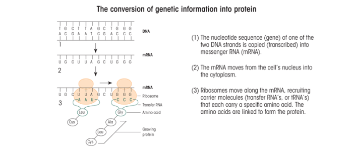 The conversion of genetic information into protein.