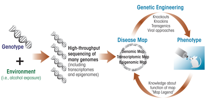Exploring the relationship between genotype and phenotype by using high-throughput sequencing and genetically engineered animal models. 