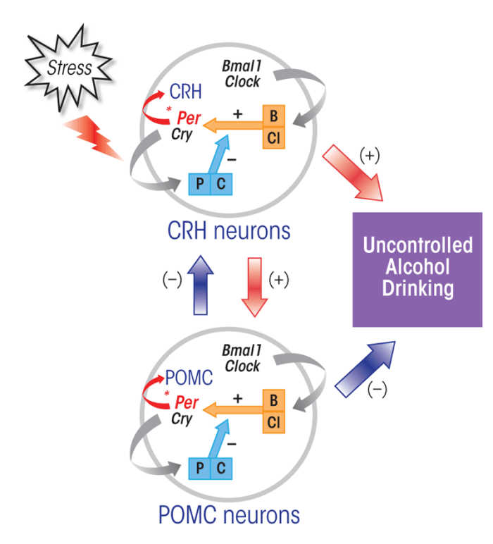 Activation of microglia and astrocytes by alcohol in the brain. 