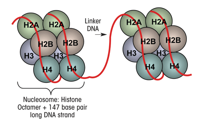 Schematic representation of units of chromatin known as nucleosomes