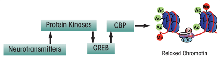 A schematic representation of the signaling pathway showing the possible role for cyclic-AMP responsive element binding (CREB) protein and CREB-binding protein (CBP) in the epigenetic regulation of gene expression