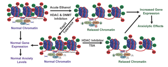 A schematic diagram depicting possible epigenetic mechanisms acting in neuronal circuits of the amygdala that may contribute to rapid tolerance to the anxiolytic effects of ethanol