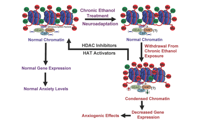 A schematic diagram depicting possible epigenetic mechanisms acting in neuronal circuits of the amygdala that may contribute to rapid tolerance to the anxiolytic effects of ethanol