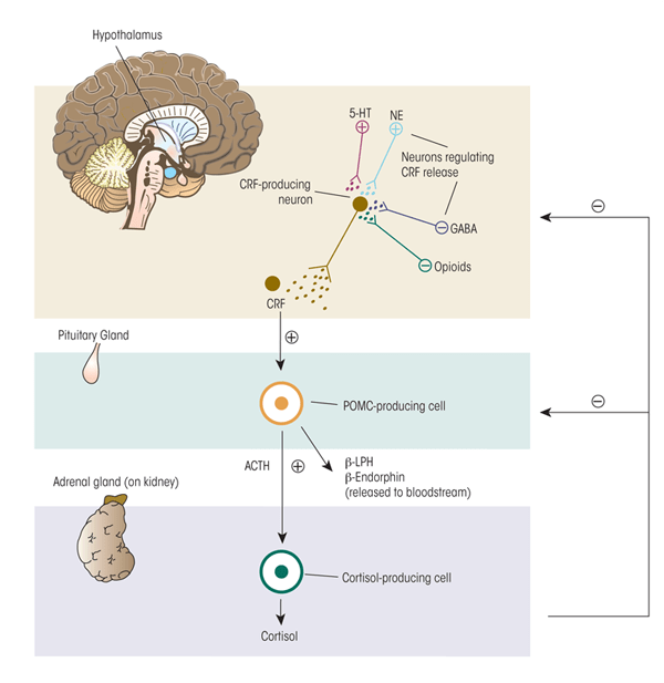 glucocorticoids adrenal cortex