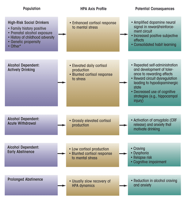 Summary of the activity of the hypothalamic–pituitary–adrenal (HPA) axis during different stages of alcoholism development and their potential consequences.