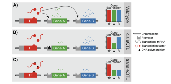 Illustration of the concept of cis and trans expression quantitative trait loci (eQTLs).