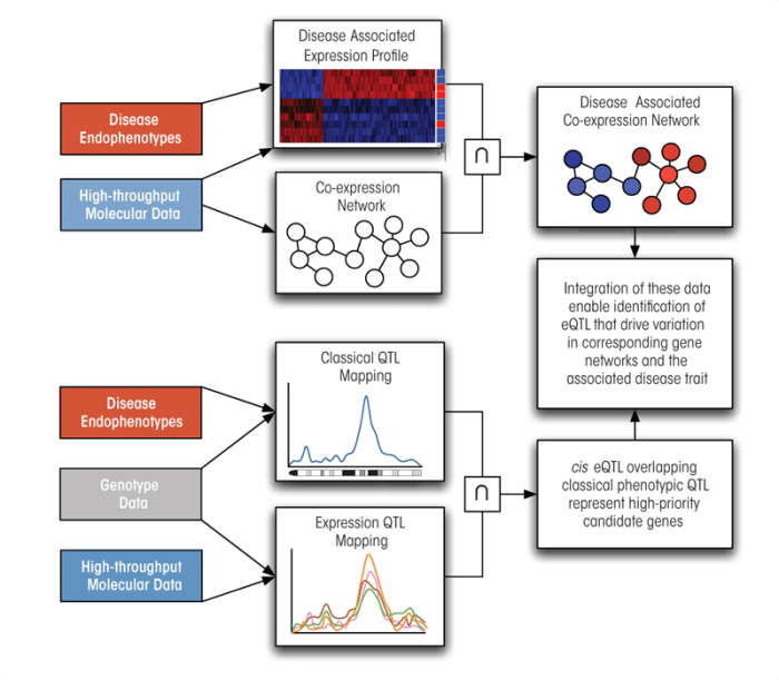 Diagram of how the genomic approaches discussed here can be integrated to identify gene networks and candidate genes for complex traits such as alcoholism.